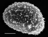image of Elaphoglossum bakeri
