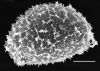 image of Elaphoglossum bakeri