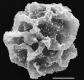 image of Elaphoglossum bifurcatum