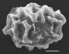 image of Elaphoglossum dimorphum