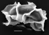 image of Diplazium melanosorum