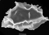 image of Diplazium melanosorum