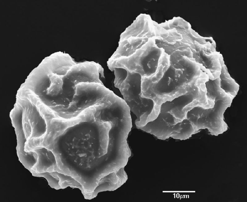 Dryopteridaceae Elaphoglossum dussii