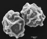 image of Elaphoglossum dussii