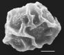 image of Elaphoglossum dussii