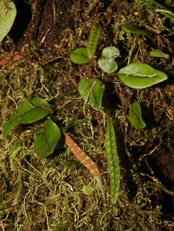 Polypodiaceae Microgramma tecta