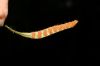 image of Microgramma tecta