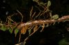 image of Microgramma tecta
