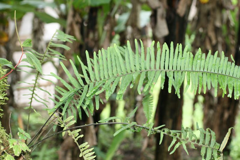 Polypodiaceae Pecluma eurybasis