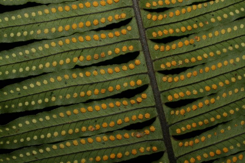 Polypodiaceae Pecluma eurybasis
