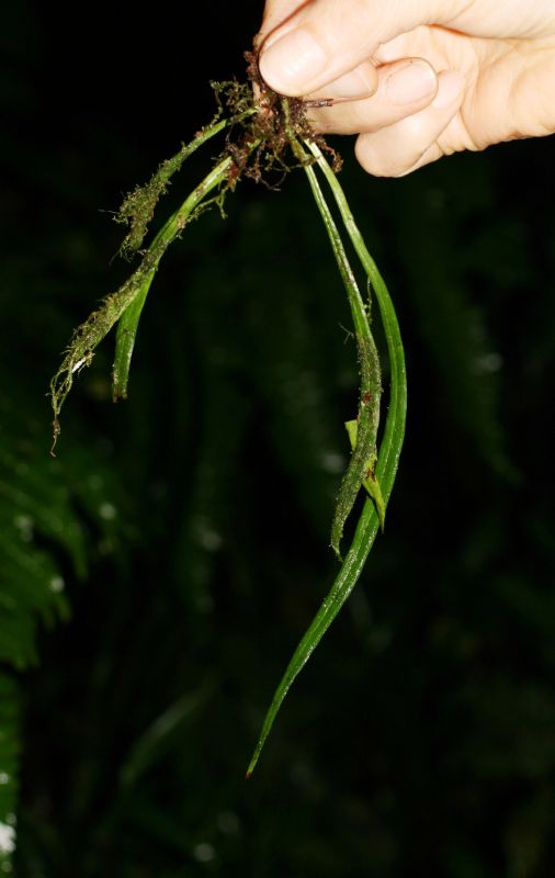 Pteridaceae Polytaenium lineare