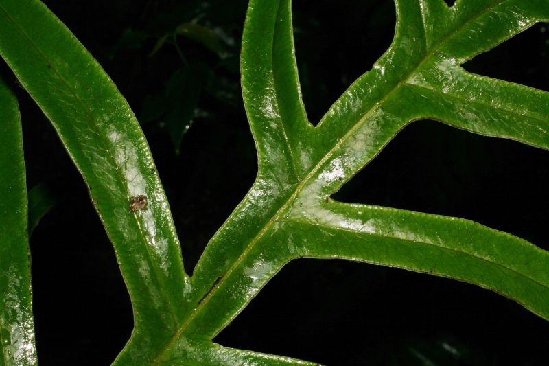 Pteridaceae Pteris fraseri