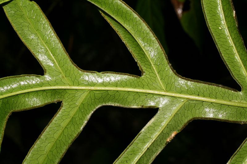 Pteridaceae Pteris fraseri