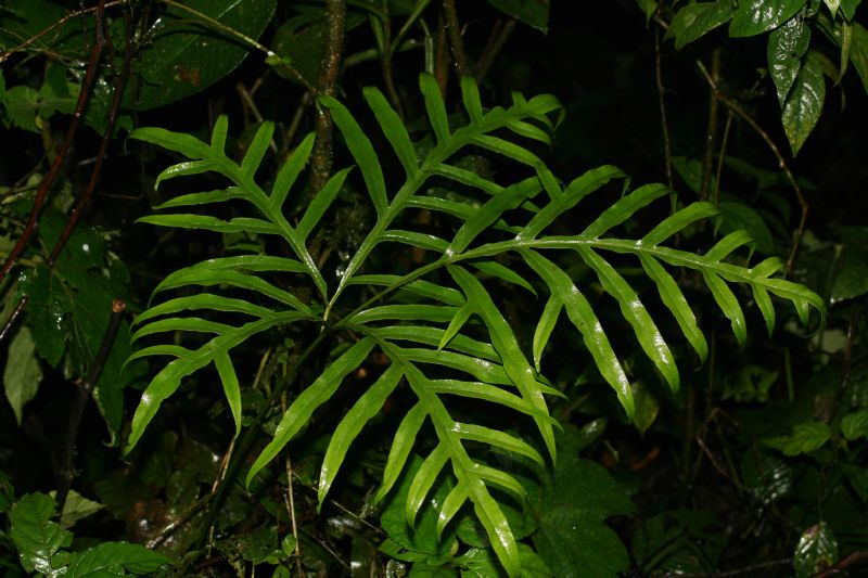 Pteridaceae Pteris fraseri