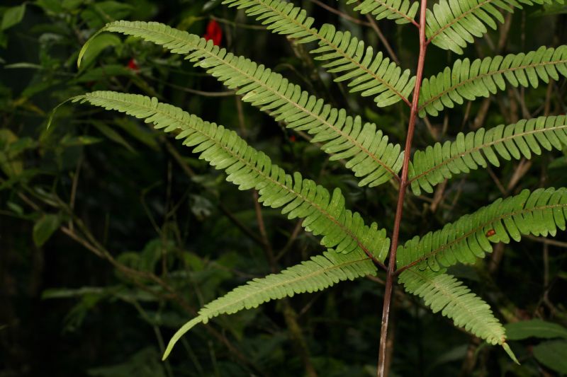 Pteridaceae Pteris quadriaurita