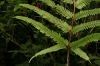 image of Pteris quadriaurita
