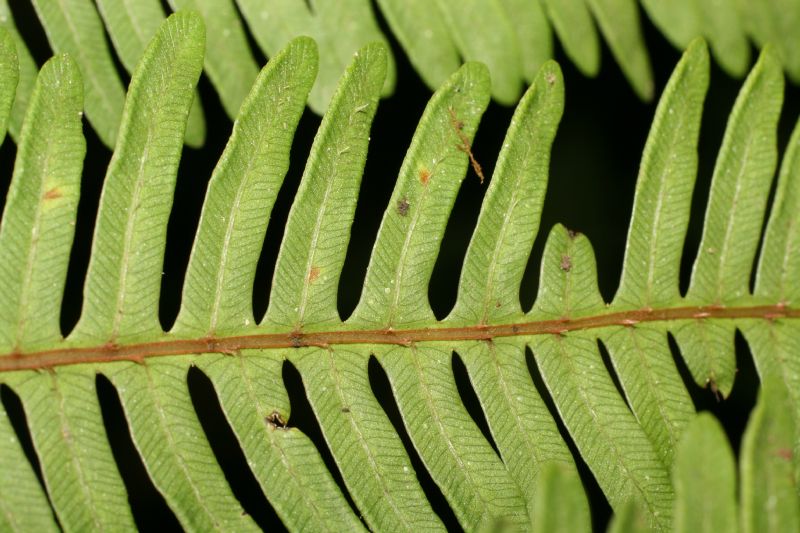 Pteridaceae Pteris quadriaurita