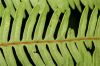 image of Pteris quadriaurita
