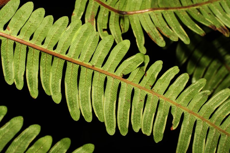Pteridaceae Pteris quadriaurita