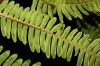 image of Pteris quadriaurita