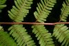 image of Pteris quadriaurita