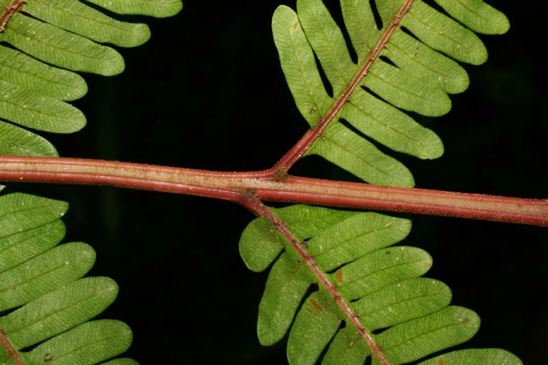 Pteridaceae Pteris quadriaurita