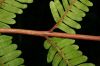 image of Pteris quadriaurita