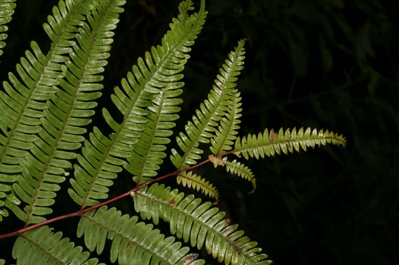 Pteridaceae Pteris quadriaurita