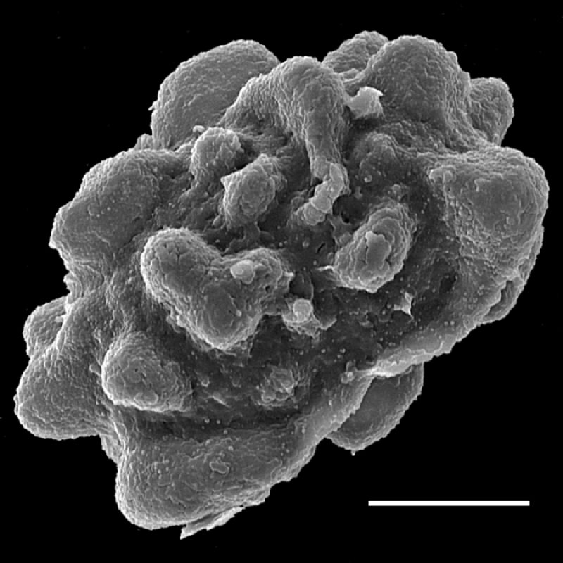 Dryopteridaceae Lastreopsis tenera