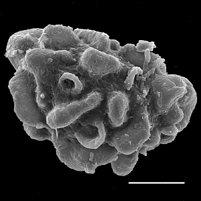 Dryopteridaceae Lastreopsis tenera