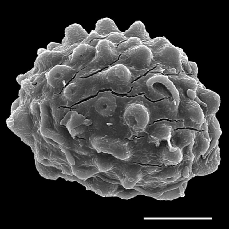 Dryopteridaceae Lastreopsis tenera