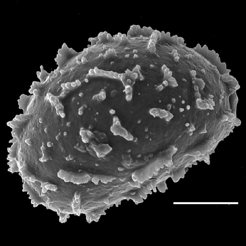 Dryopteridaceae Lastreopsis walleri