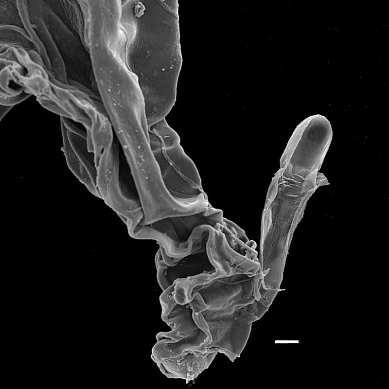 Dryopteridaceae Lastreopsis wurunurun