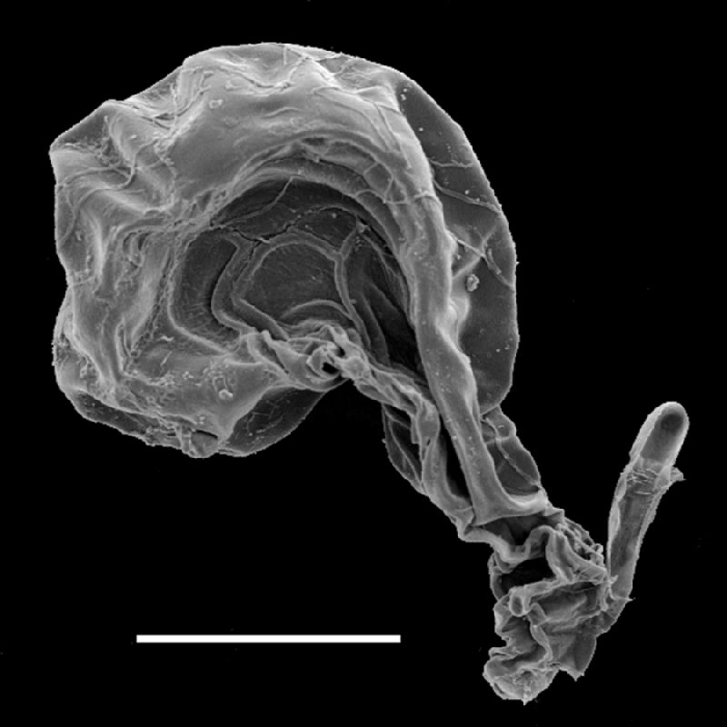 Dryopteridaceae Lastreopsis wurunurun