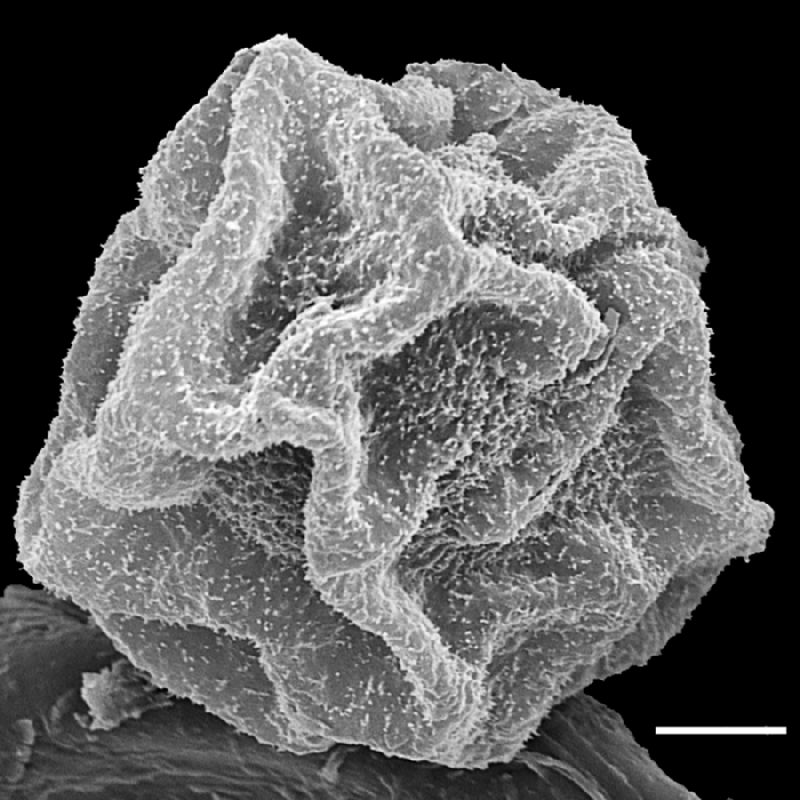Dryopteridaceae Lastreopsis wurunurun