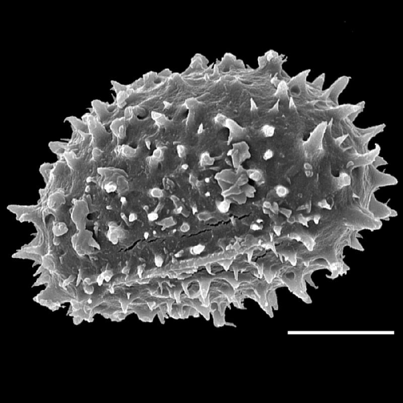 Dryopteridaceae Lastreopsis tripinnata