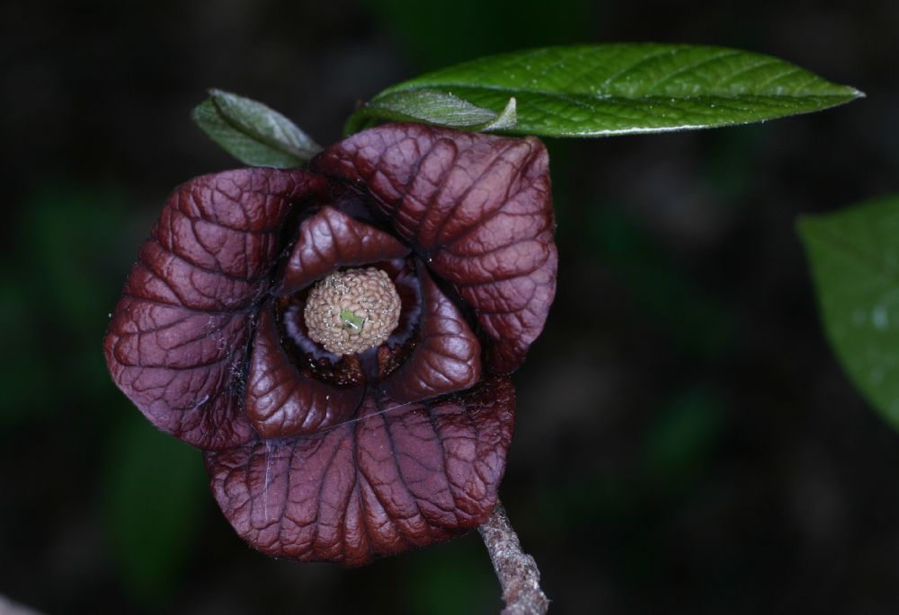 Annonaceae Asimina triloba