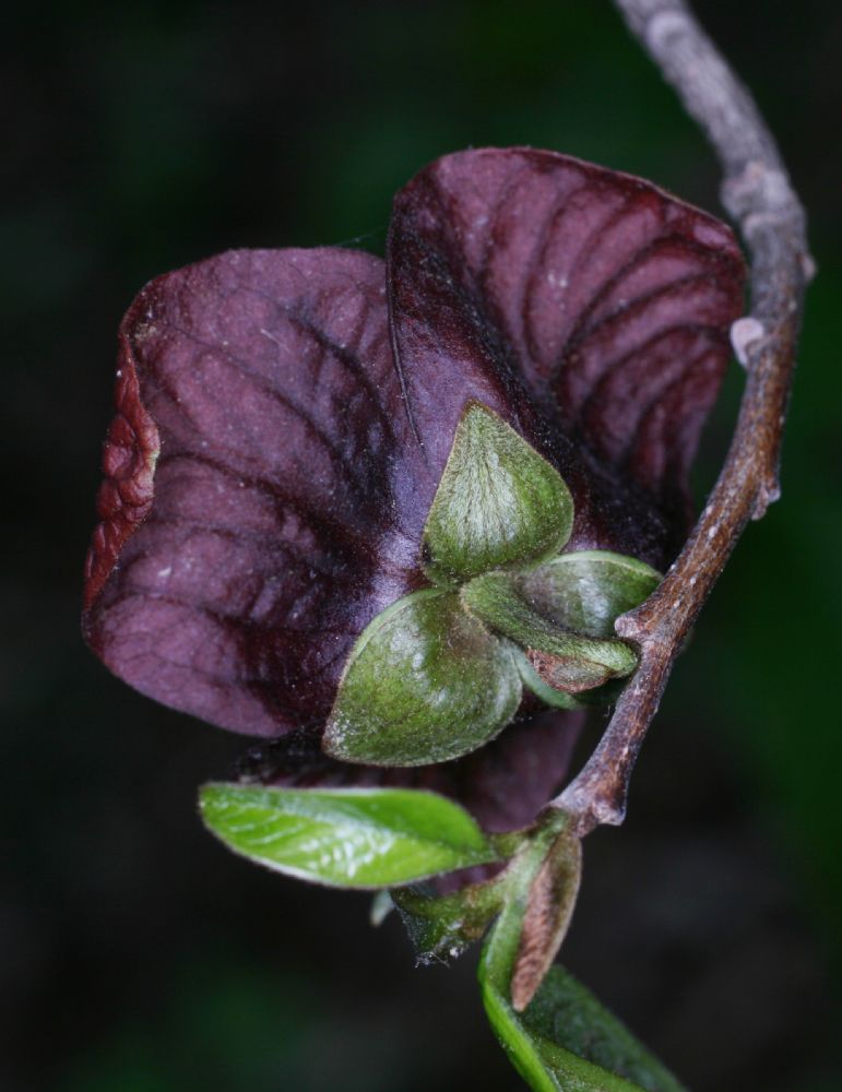 Annonaceae Asimina triloba