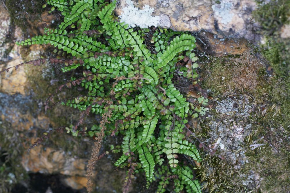Aspleniaceae Asplenium trichomanes