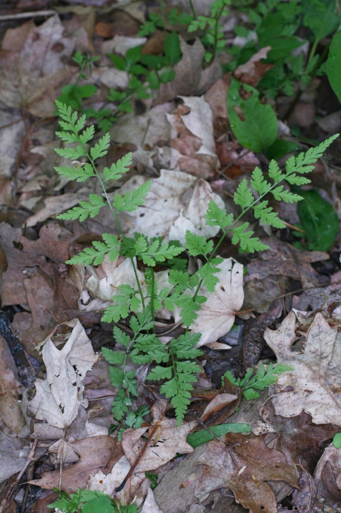Cystopteridaceae Cystopteris protrusa