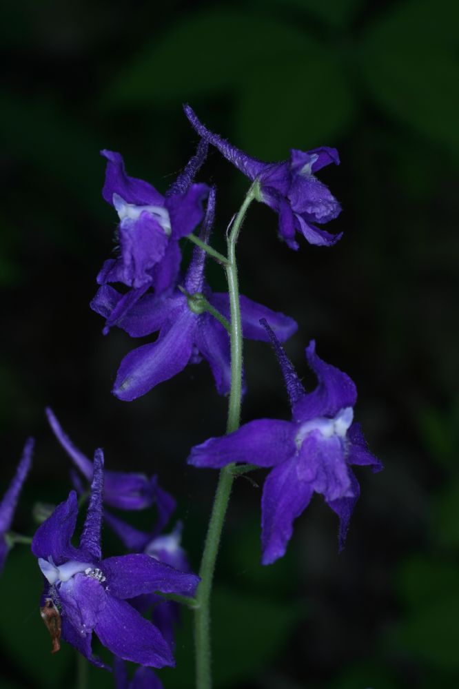 Ranunculaceae Delphinium tricorne