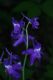 image of Delphinium tricorne