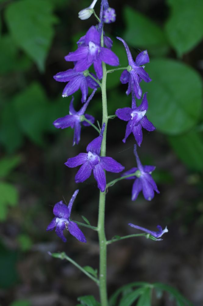 Ranunculaceae Delphinium tricorne