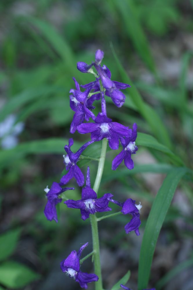 Ranunculaceae Delphinium tricorne