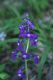 image of Delphinium tricorne