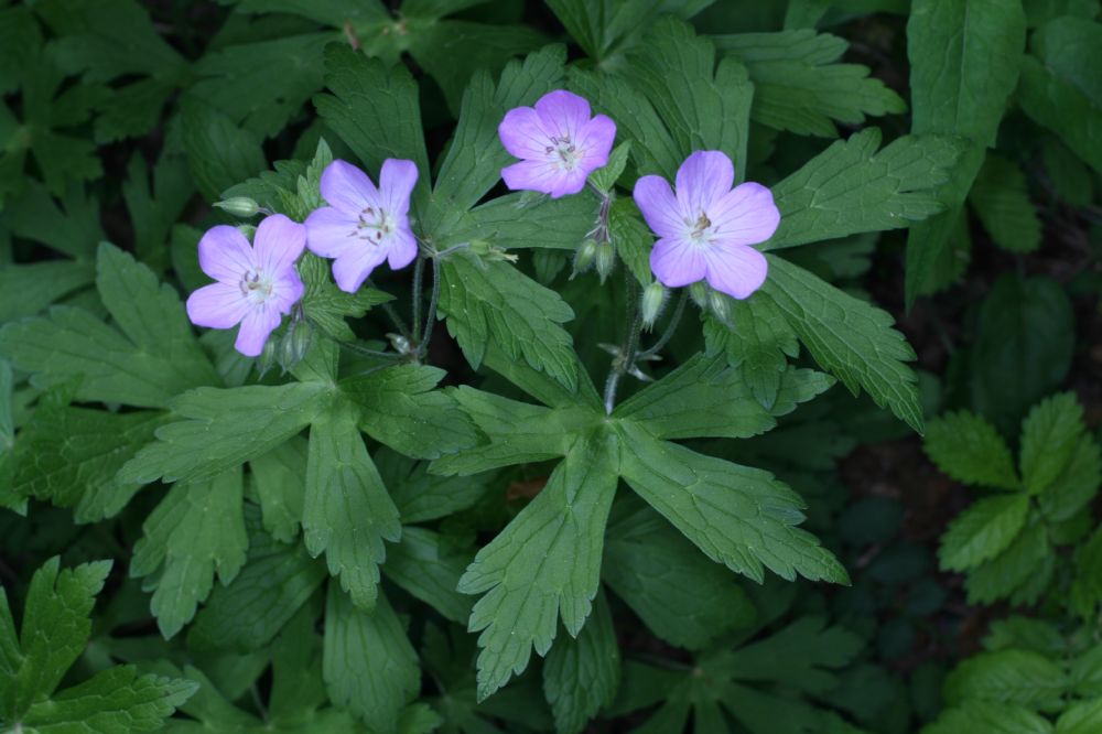 Geraniaceae Geranium maculatum