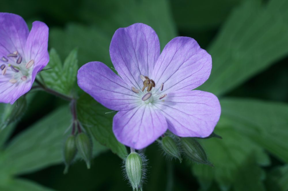 Geraniaceae Geranium maculatum