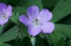 image of Geranium maculatum