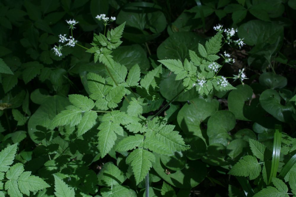 Apiaceae Osmorhiza longistylis