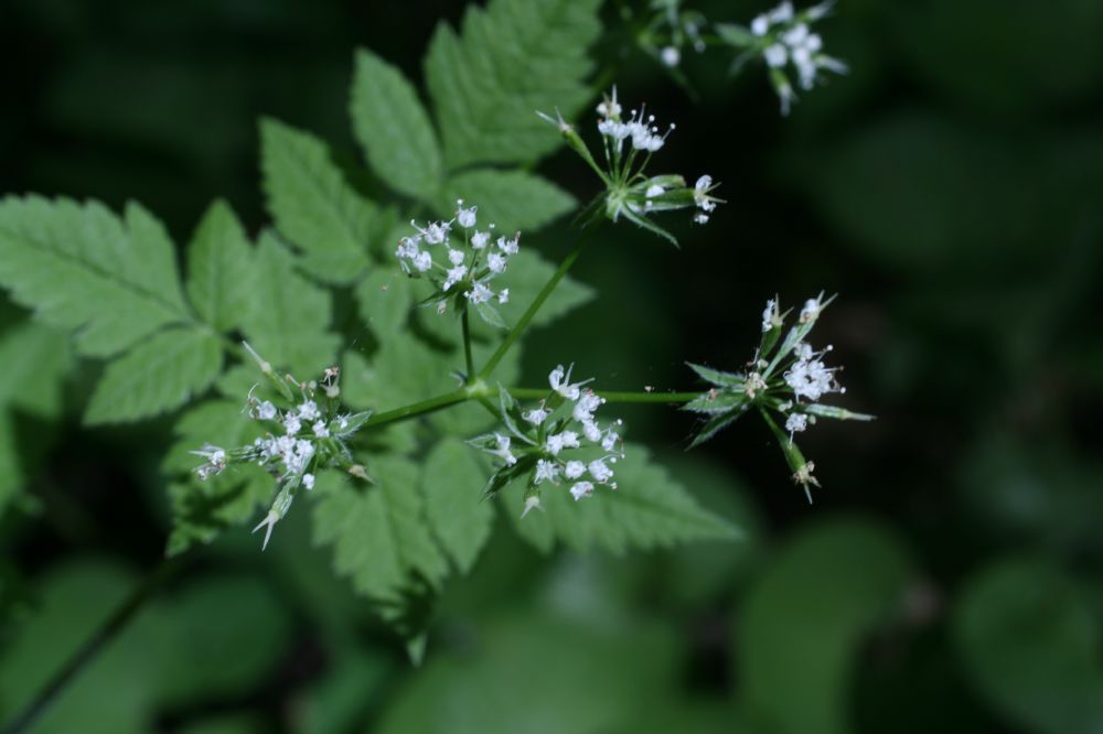 Apiaceae Osmorhiza longistylis